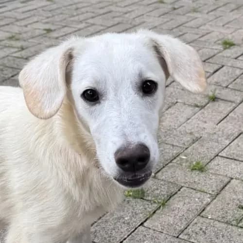 Sam, male Mixed Breed for adoption at Tierheim Köln, Cologne