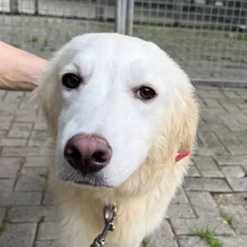 Simba, male Mixed Breed for adoption at Tierheim Köln, Cologne