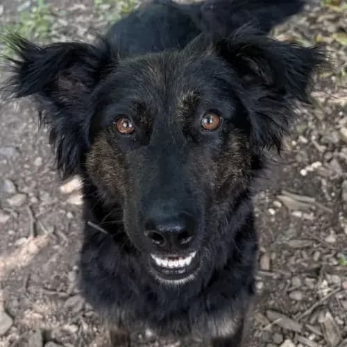 Soraya, female Mixed Breed for adoption at Tierheim Köln, Cologne