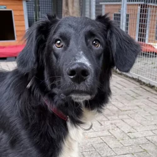 Soso, male Mixed Breed for adoption at Tierheim Köln, Cologne