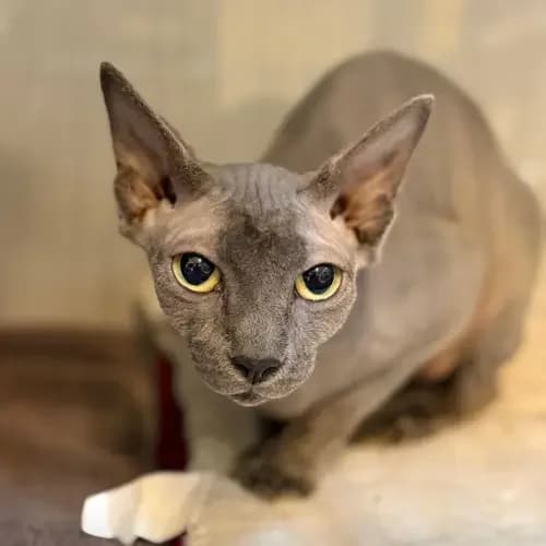 Velvet,  (Tierheim Köln)
