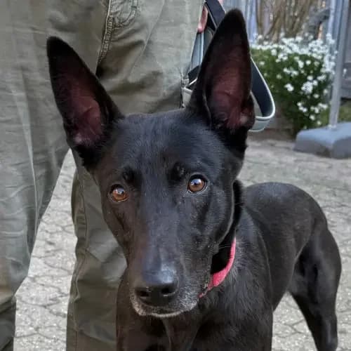 Vicky (Zuhause und Paten gesucht), female 5yo Belgian Malinois for adoption at Tierheim Köln, Cologne