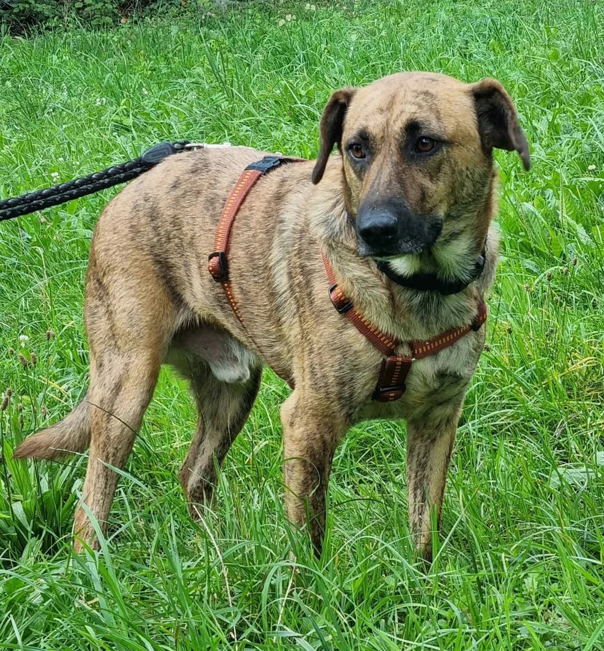 Aaron,  7yo Mixed Breed for adoption at Tierheim Konstanz, Konstanz
