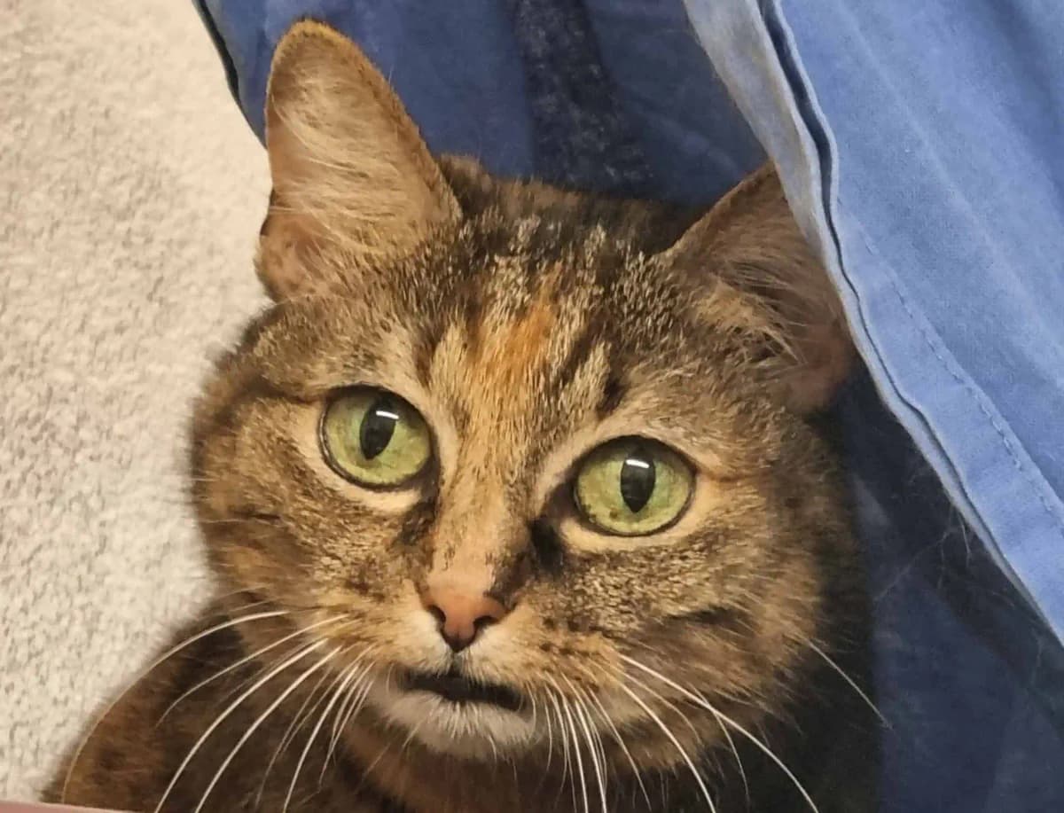 Ada,  mixed breed for adoption at Tierheim Konstanz, Konstanz