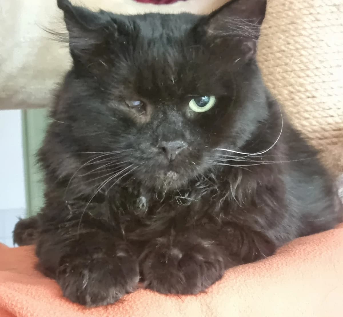 Amato,  5yo mixed breed for adoption at Tierheim Konstanz, Konstanz