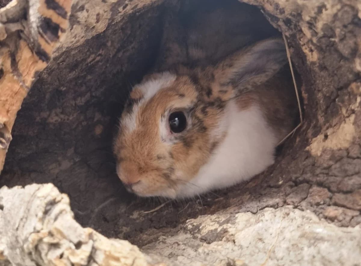Bube,  mixed breed for adoption at Tierheim Konstanz, Konstanz