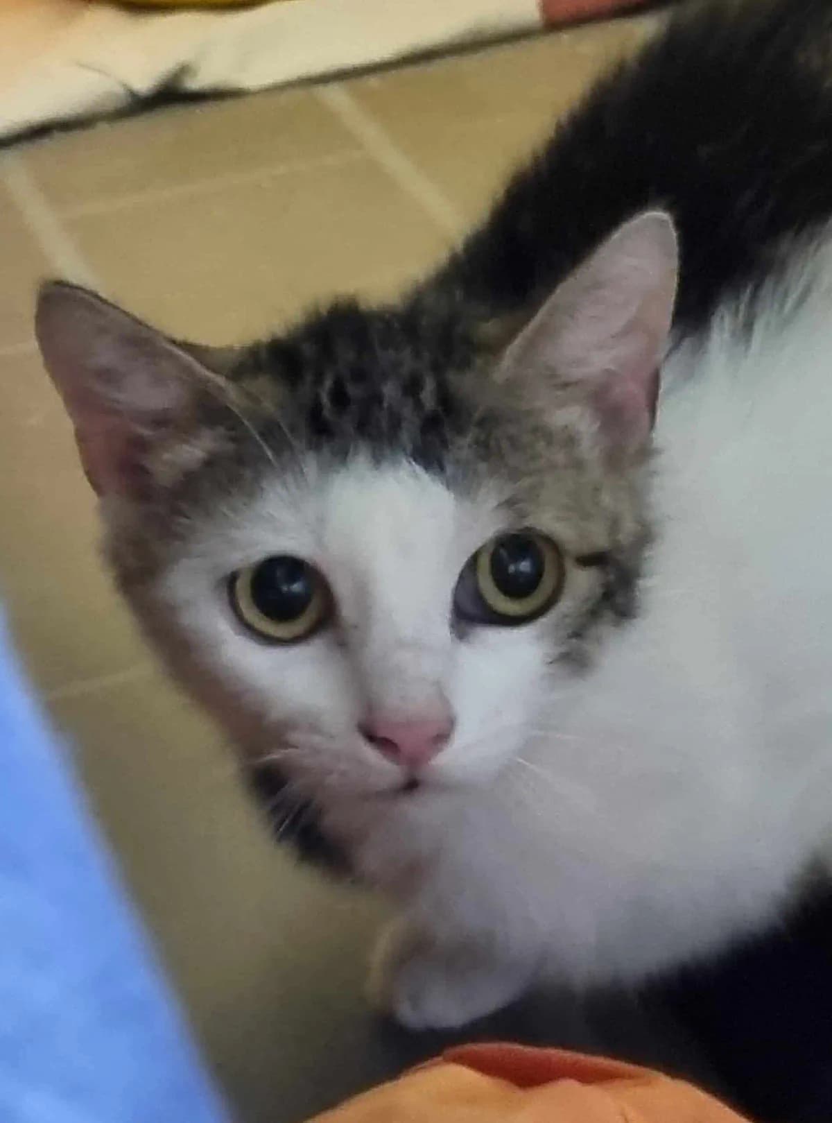 Debby,  mixed breed for adoption at Tierheim Konstanz, Konstanz