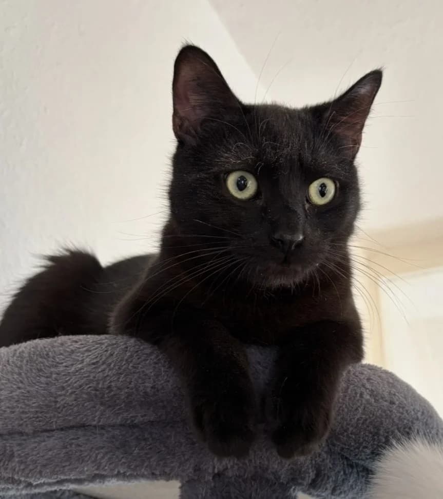 Franzl,  mixed breed for adoption at Tierheim Konstanz, Konstanz