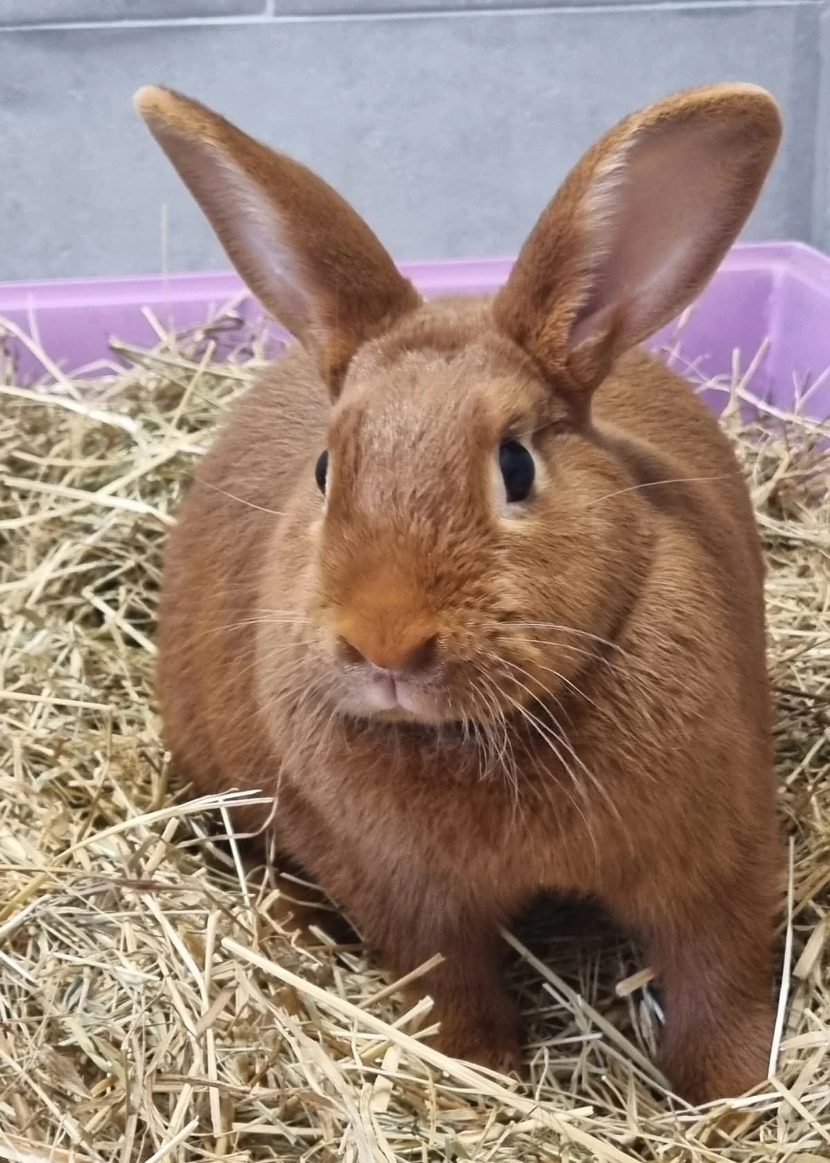 Goldi,  mixed breed for adoption at Tierheim Konstanz, Konstanz