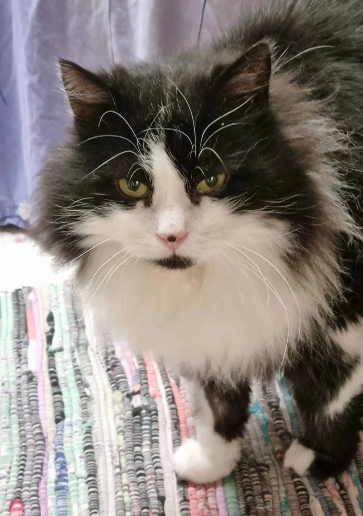 Jay,  mixed breed for adoption at Tierheim Konstanz, Konstanz