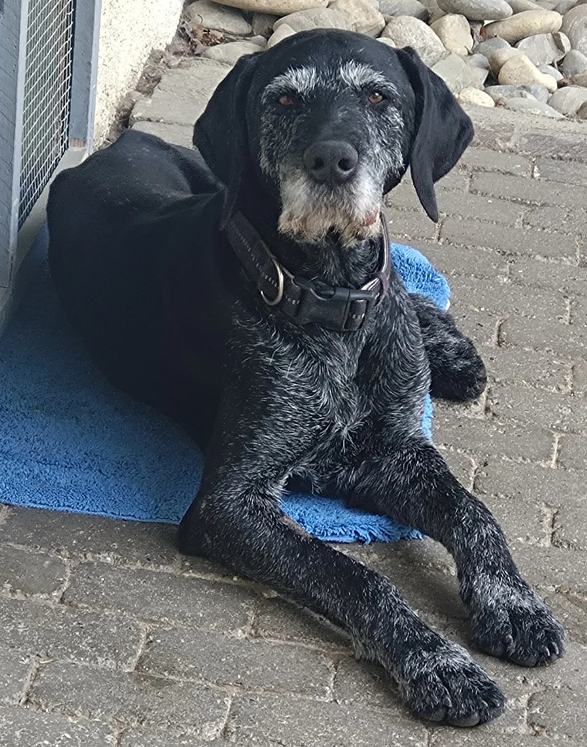 Lennox,  senior mixed breed for adoption at Tierheim Konstanz, Konstanz