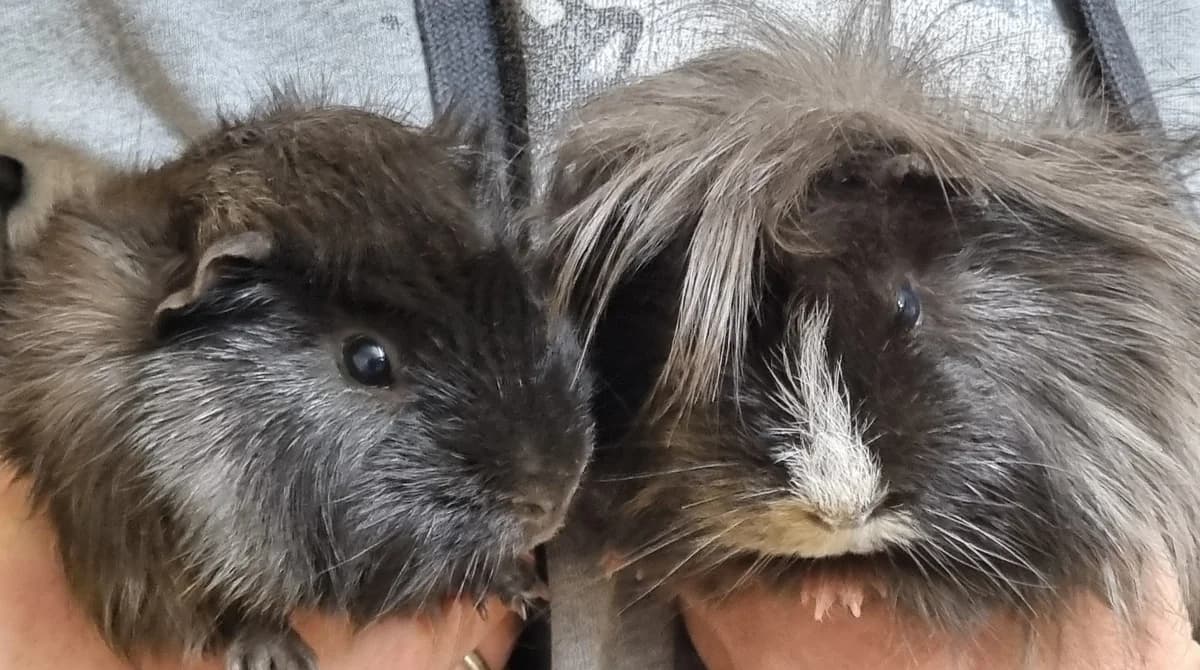 Meersauen,  young mixed breed for adoption at Tierheim Konstanz, Konstanz