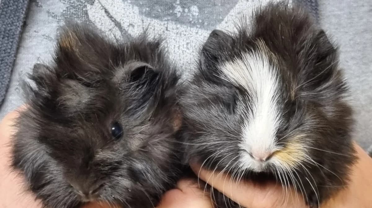 Meersauen,  mixed breed for adoption at Tierheim Konstanz, Konstanz — photo 2 of 5