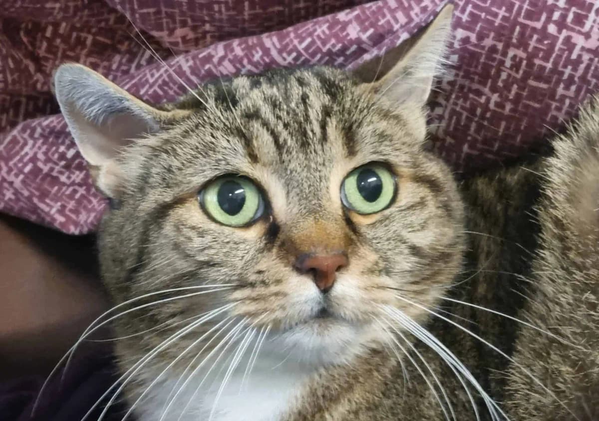 Mona,  senior mixed breed for adoption at Tierheim Konstanz, Konstanz