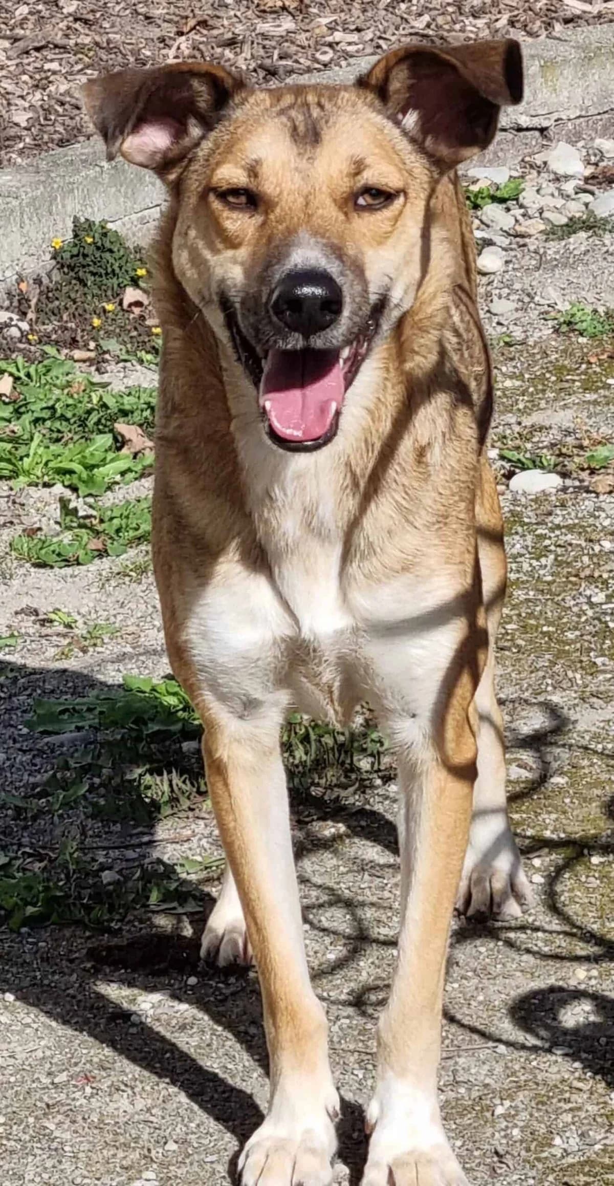 Nala,  senior Mixed Breed for adoption at Tierheim Konstanz, Konstanz