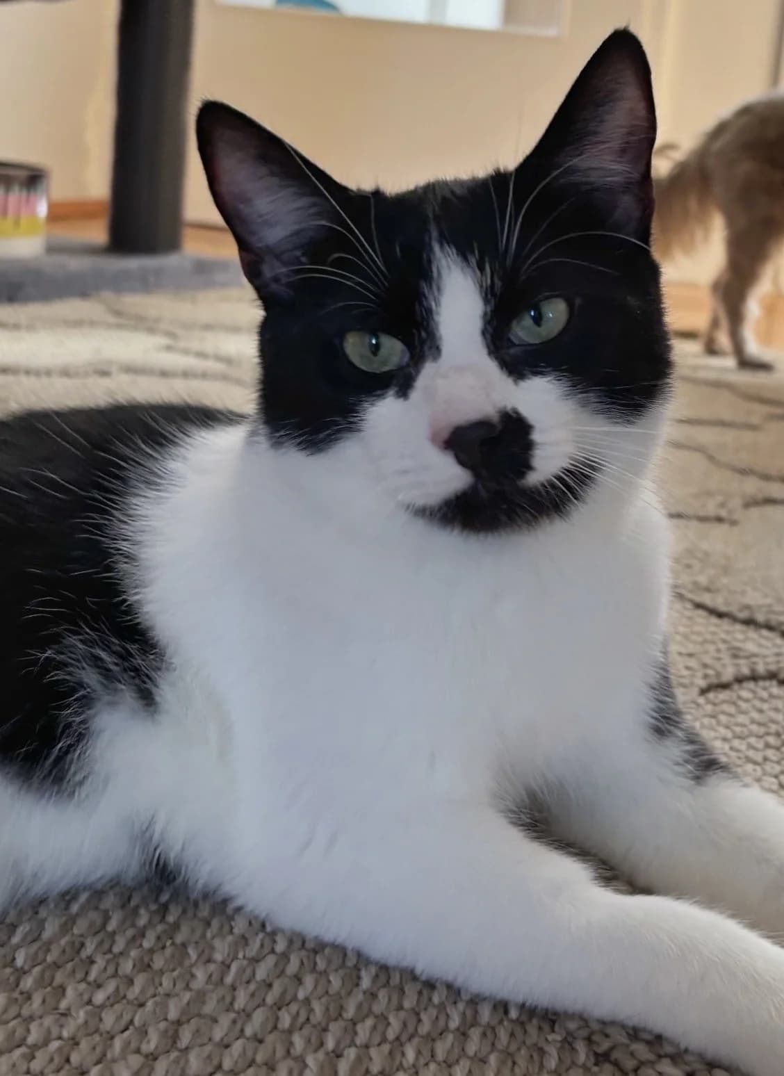 Nando,  mixed breed for adoption at Tierheim Konstanz, Konstanz