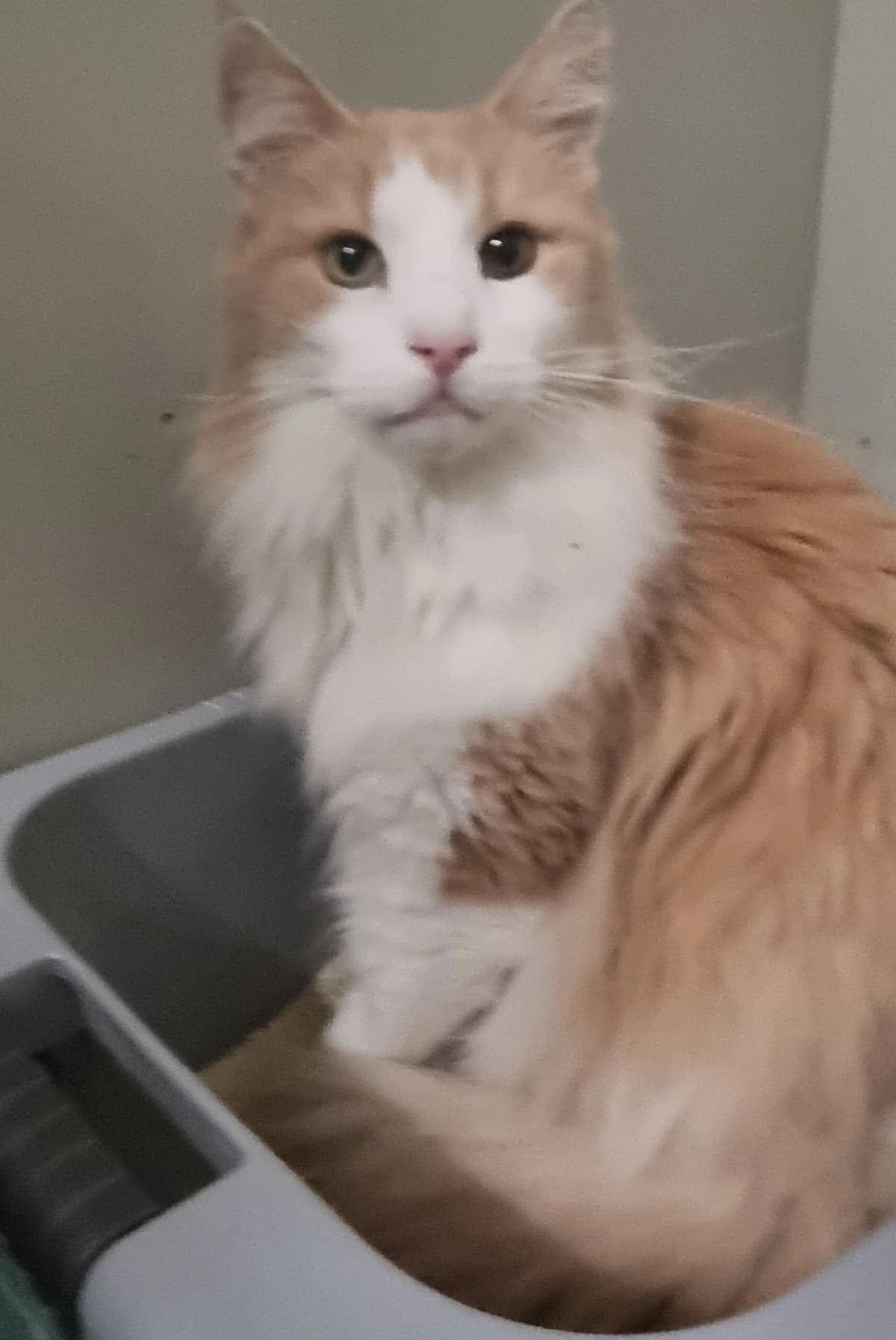 Nanuk,  senior Norwegian Forest Cat for adoption at Tierheim Konstanz, Konstanz