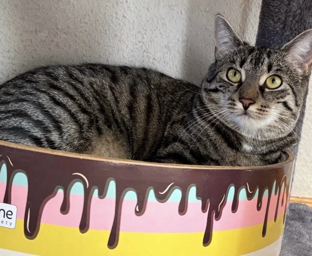 Nayla,  mixed breed for adoption at Tierheim Konstanz, Konstanz