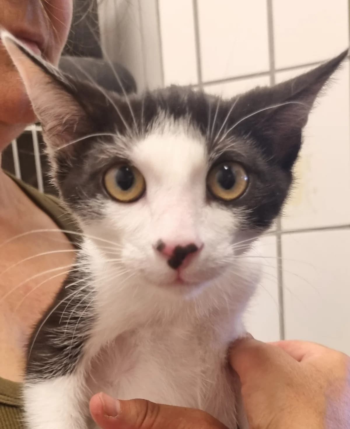 Noodle,  puppy mixed breed for adoption at Tierheim Konstanz, Konstanz
