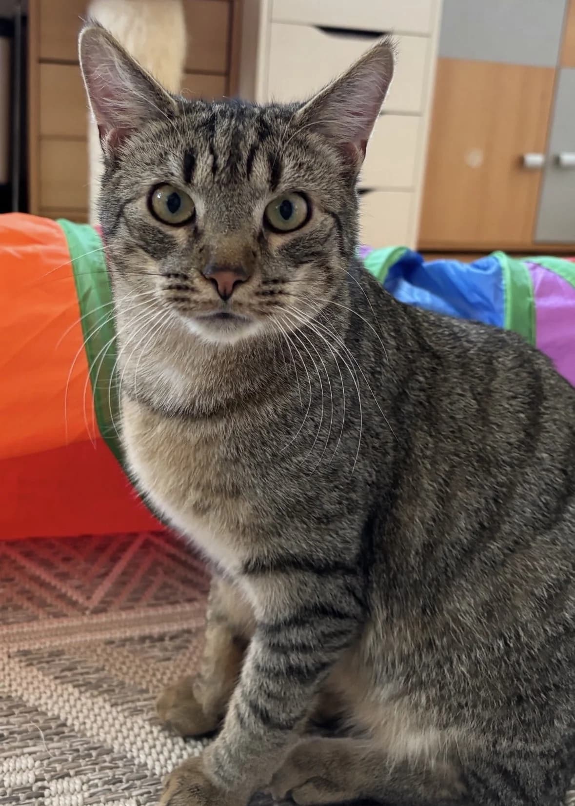 Ole,  mixed breed for adoption at Tierheim Konstanz, Konstanz