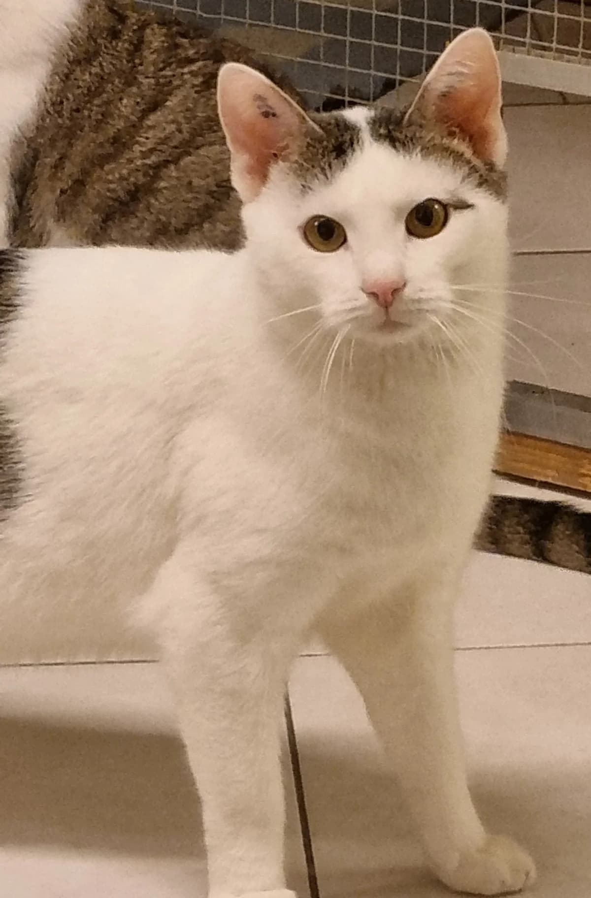 Ravioli,  4yo mixed breed for adoption at Tierheim Konstanz, Konstanz