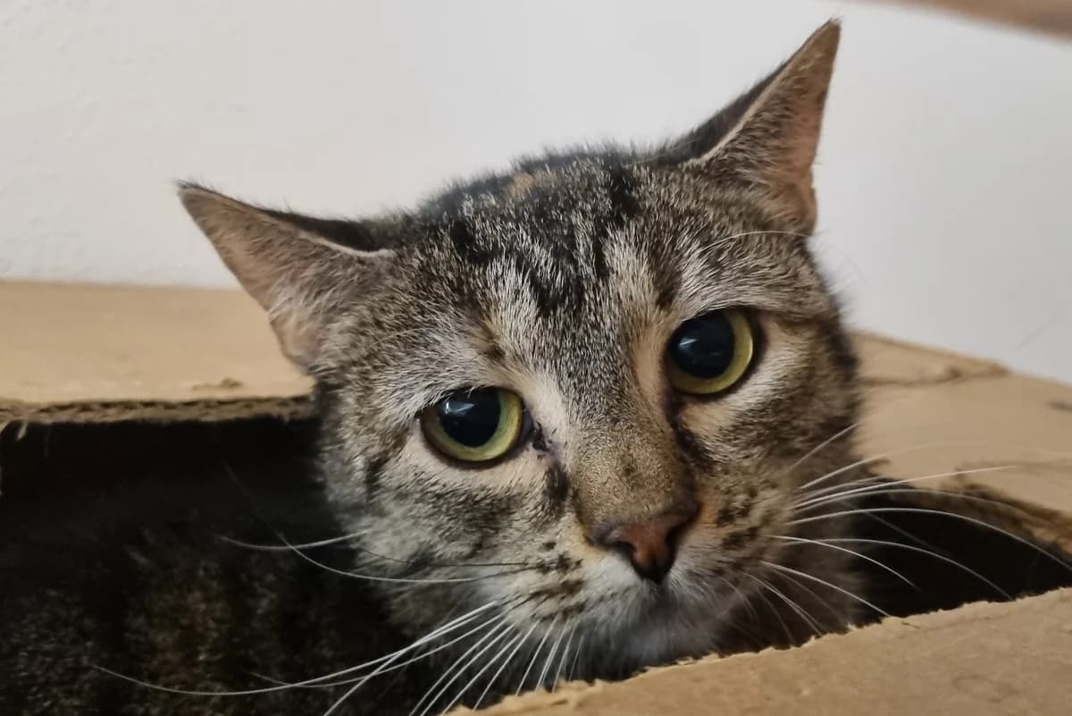 Razzia,  mixed breed for adoption at Tierheim Konstanz, Konstanz