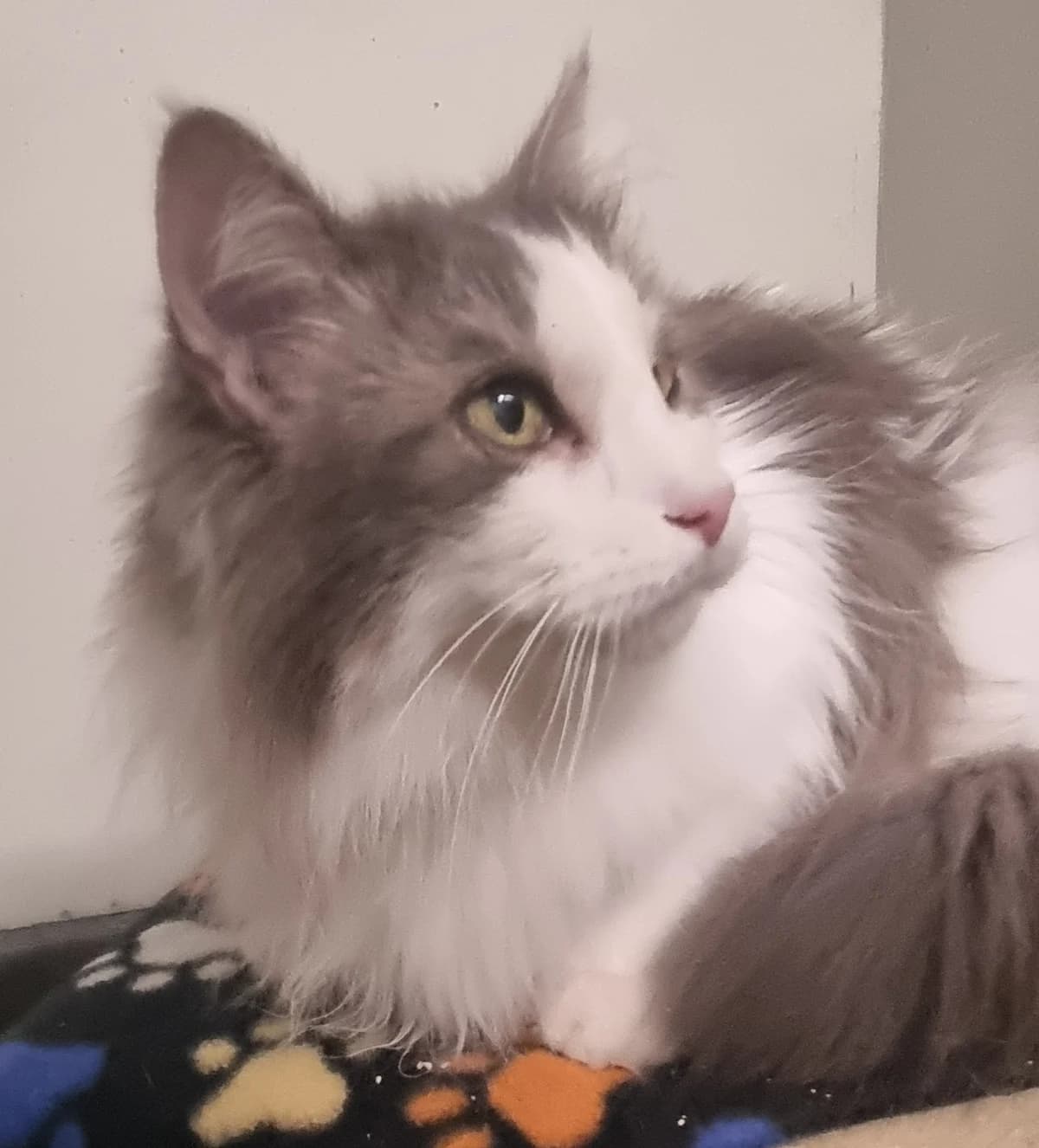 Robby,  senior Norwegian Forest Cat for adoption at Tierheim Konstanz, Konstanz