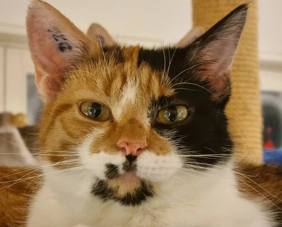 Ronja,  mixed breed for adoption at Tierheim Konstanz, Konstanz