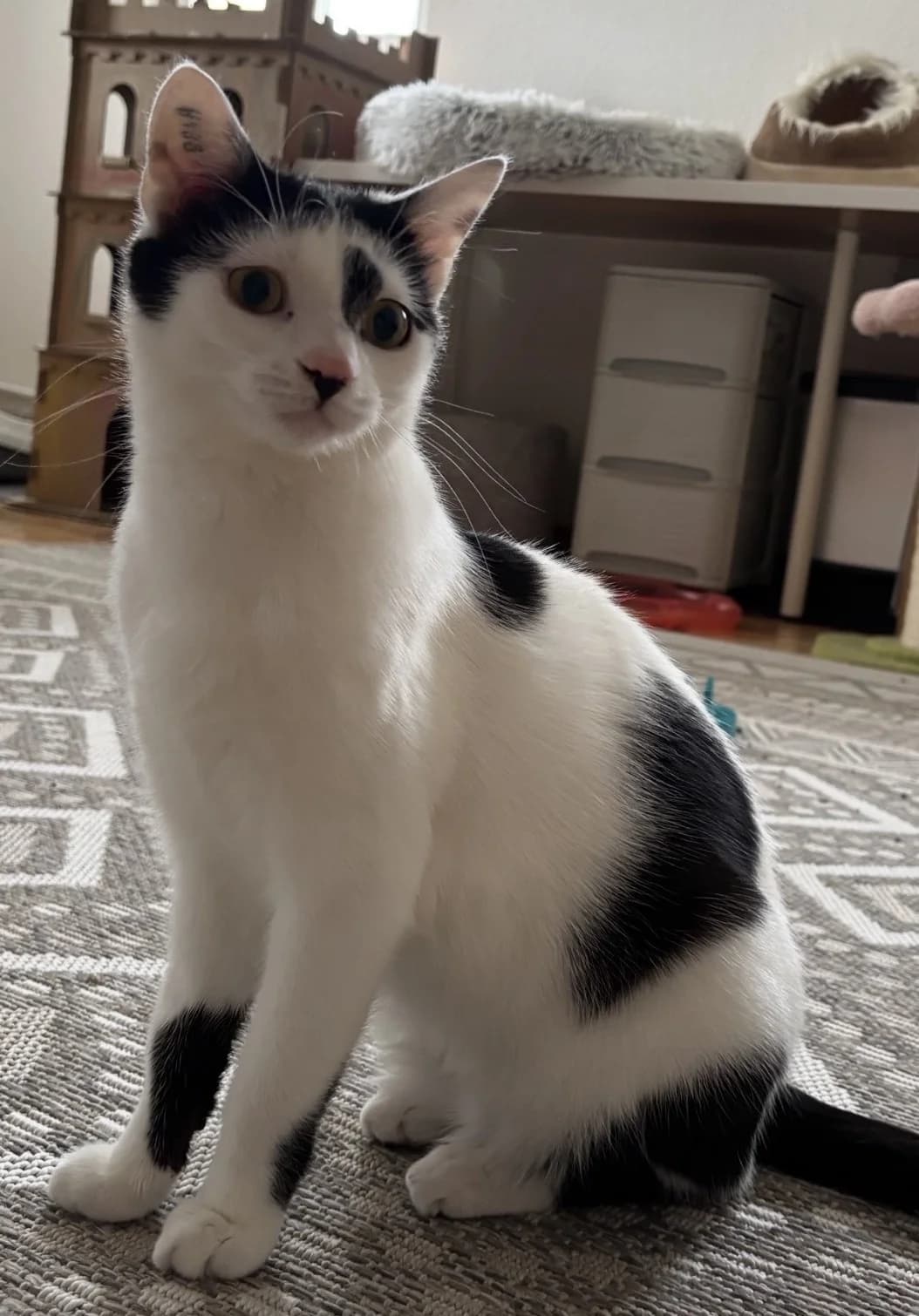 Samuel,  mixed breed for adoption at Tierheim Konstanz, Konstanz