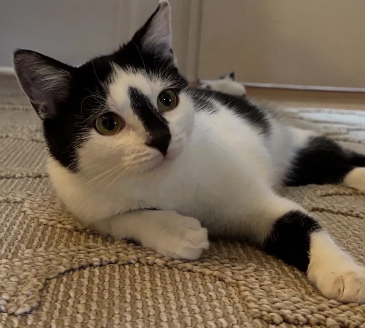 Silja,  mixed breed for adoption at Tierheim Konstanz, Konstanz