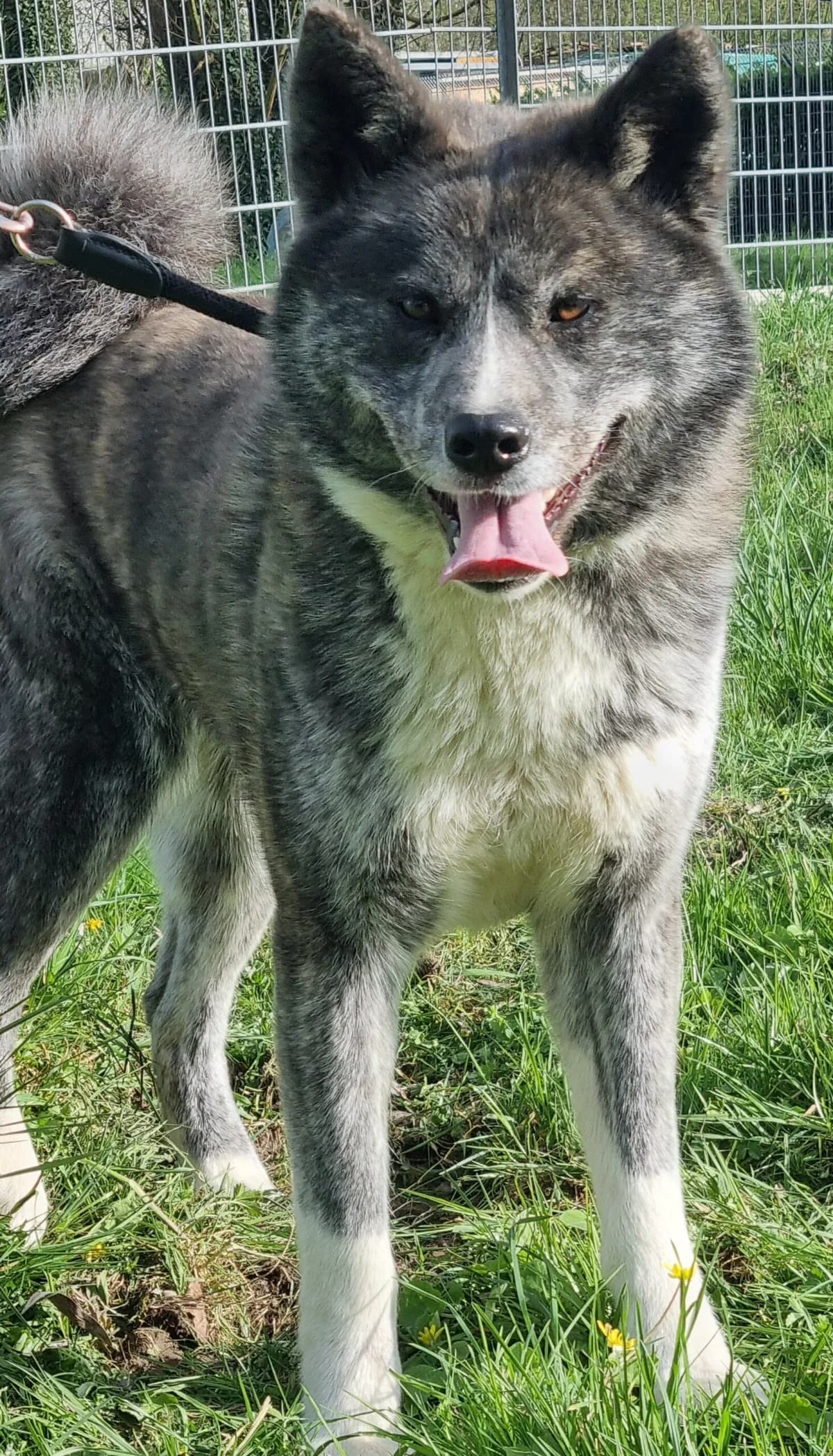 Sushi,  4yo Akita for adoption at Tierheim Konstanz, Konstanz