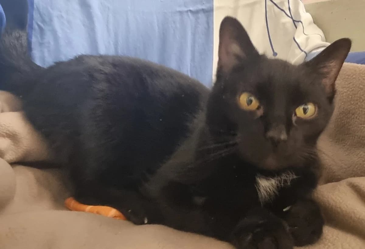 Tüfeli,  mixed breed for adoption at Tierheim Konstanz, Konstanz