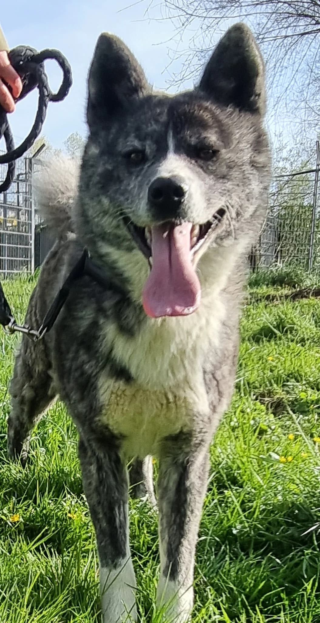 Uschi,  4yo Akita for adoption at Tierheim Konstanz, Konstanz