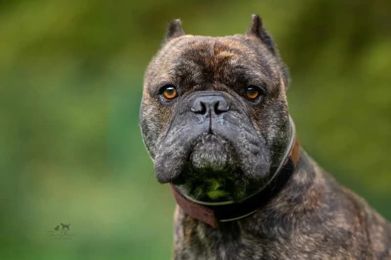 Daisy, male English Bulldog for adoption at Tierheim Koppelweide, Wiehl