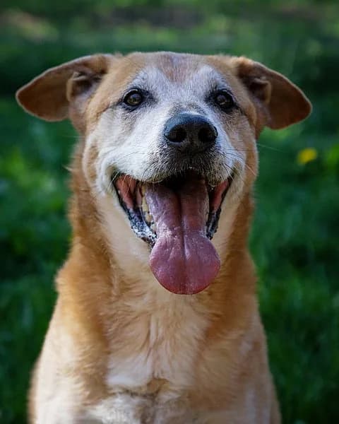 Balu, male German Shepherd for adoption at Tierheim Korbach