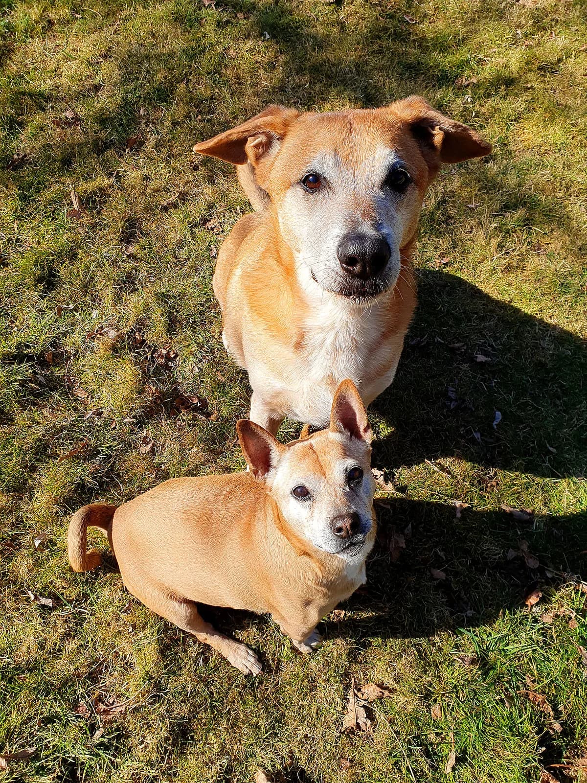Balu, male German Shepherd for adoption at Tierheim Korbach — photo 2 of 3