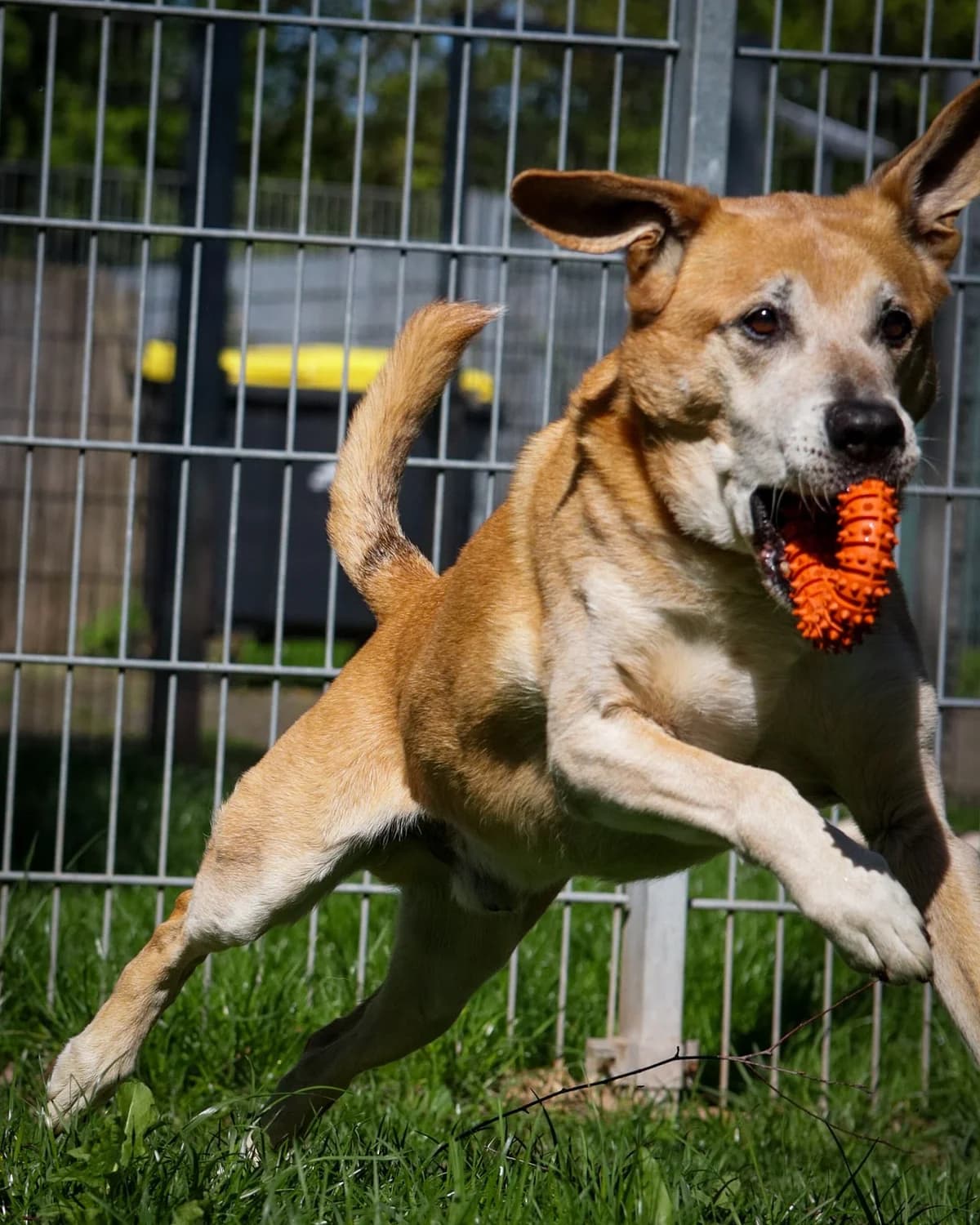 Balu, male German Shepherd for adoption at Tierheim Korbach — photo 3 of 3
