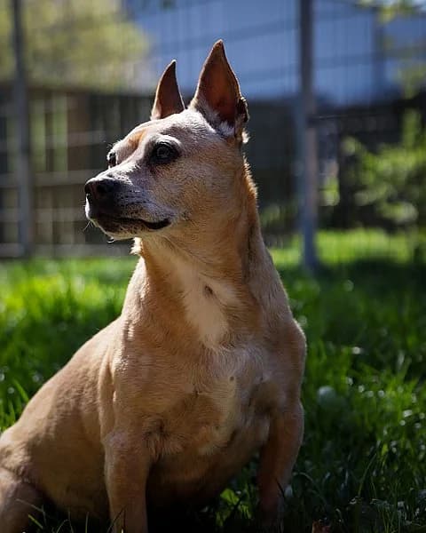 Elli, female mixed breed for adoption at Tierheim Korbach