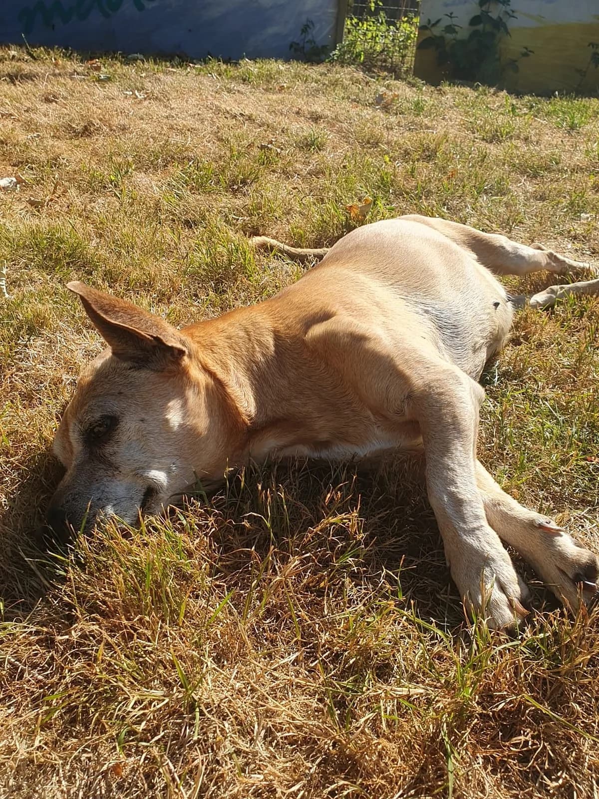 Elli, female mixed breed for adoption at Tierheim Korbach — photo 3 of 3