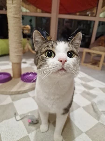 Ian, male mixed breed for adoption at Tierheim Korbach