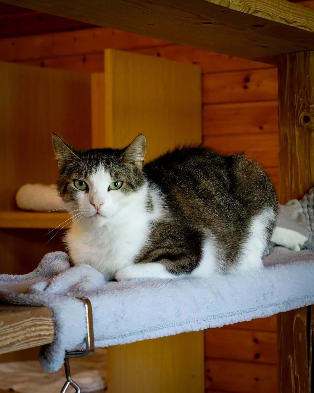 Ian, male mixed breed for adoption at Tierheim Korbach — photo 2 of 3