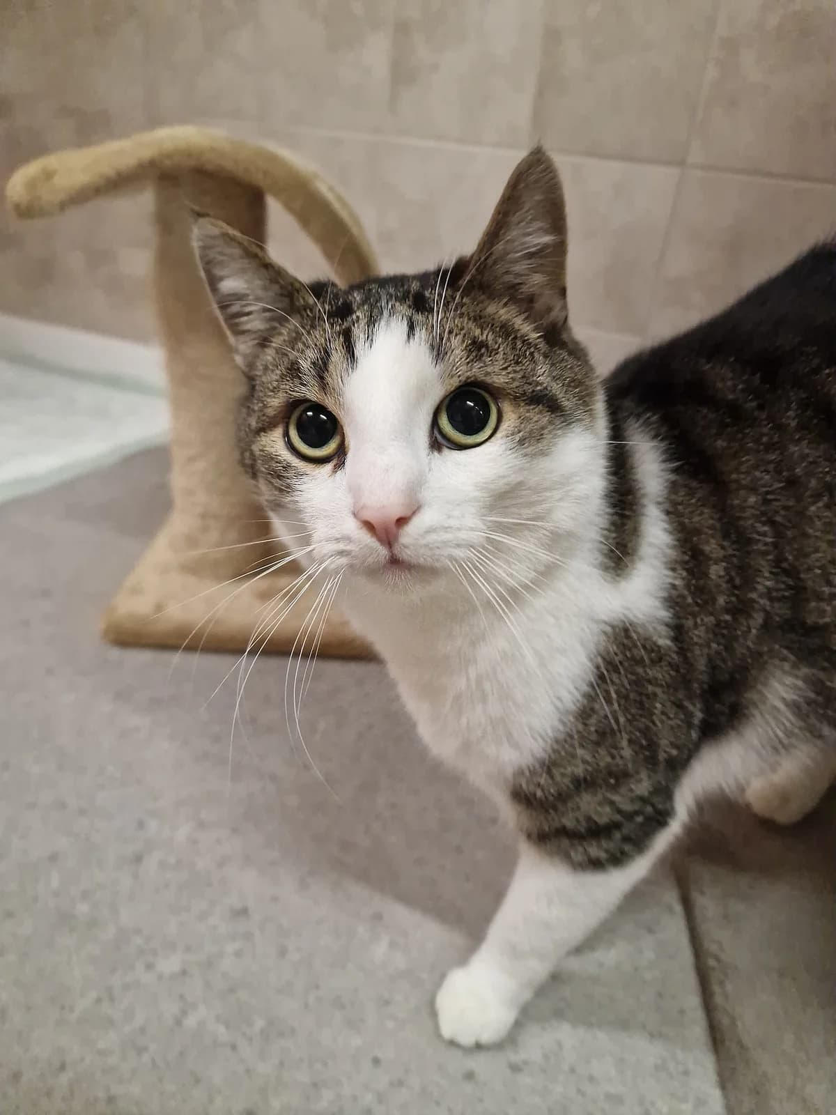 Ian, male mixed breed for adoption at Tierheim Korbach — photo 3 of 3