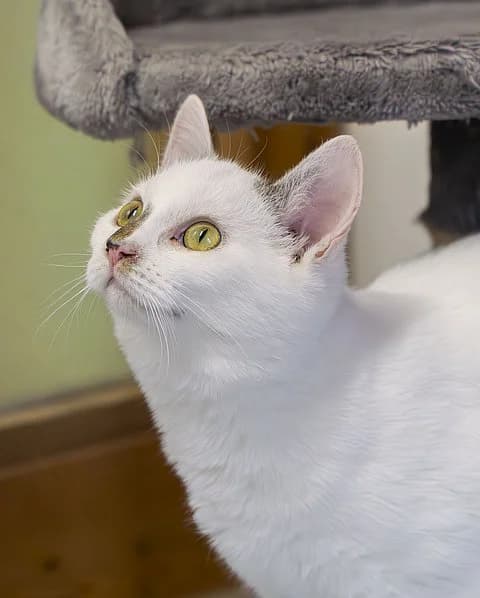 Ida, female mixed breed for adoption at Tierheim Korbach