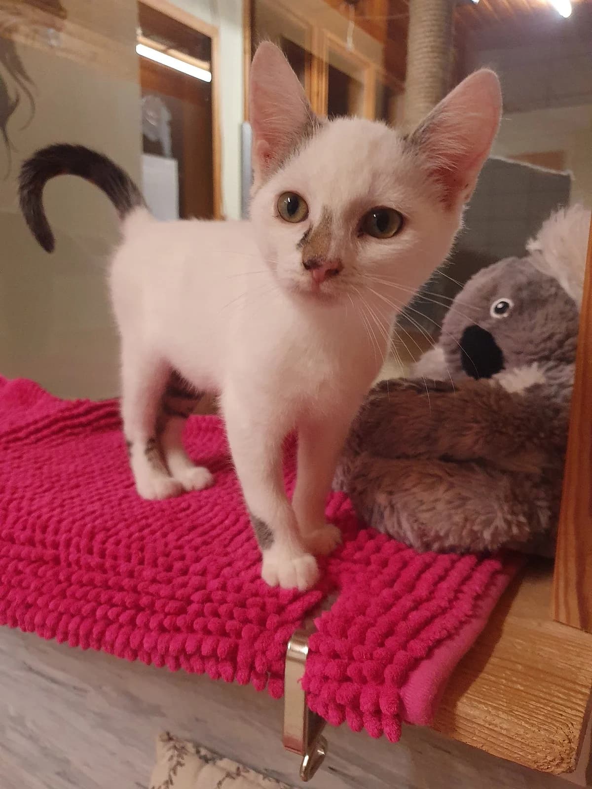 Ida, female mixed breed for adoption at Tierheim Korbach — photo 2 of 3