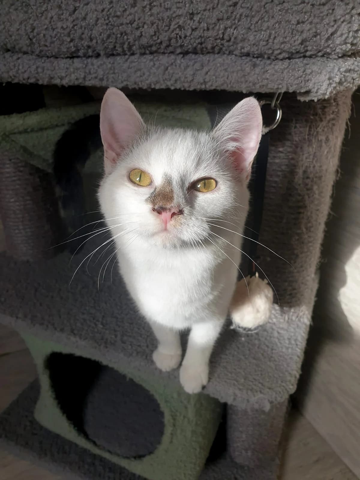 Ida, female mixed breed for adoption at Tierheim Korbach — photo 3 of 3