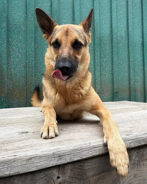 Jake, male young German Shepherd for adoption at Tierheim Korbach, Korbach