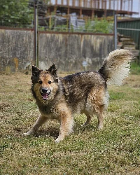 Luna, female mixed breed for adoption at Tierheim Korbach