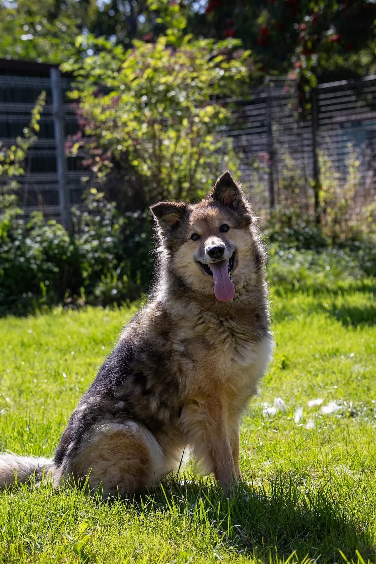 Luna, female mixed breed for adoption at Tierheim Korbach — photo 2 of 3