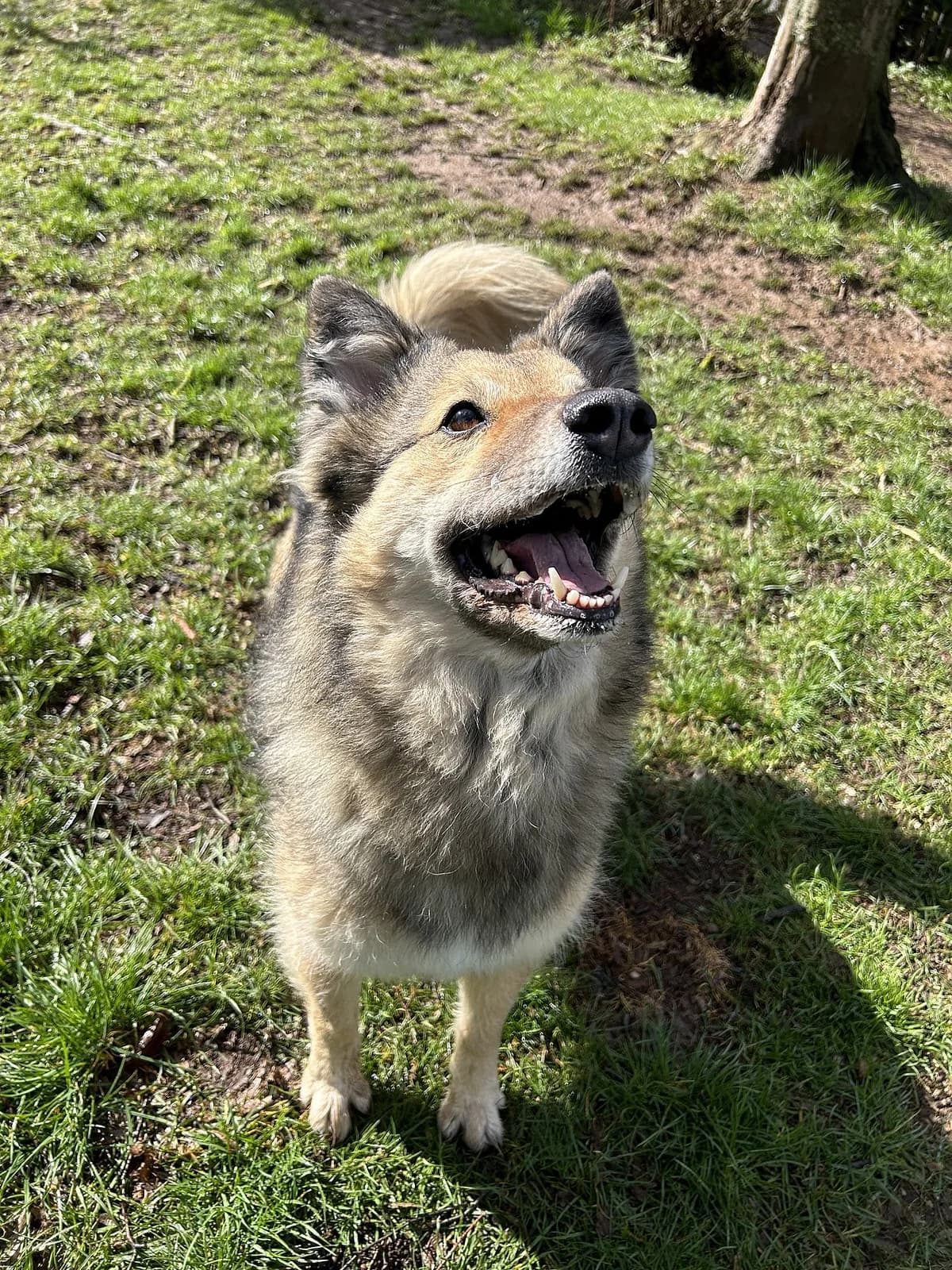 Luna, female mixed breed for adoption at Tierheim Korbach — photo 3 of 3