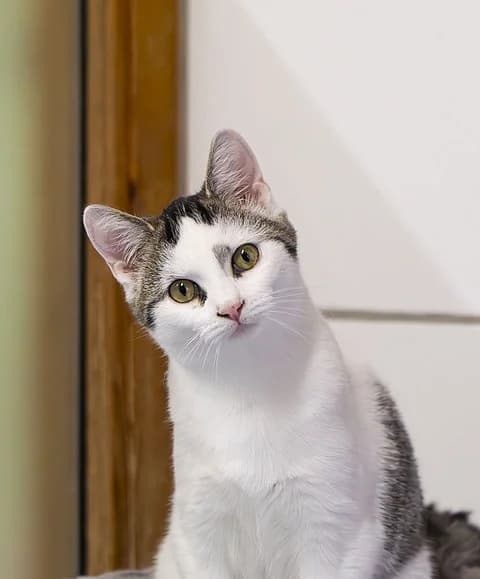 Michel, male mixed breed for adoption at Tierheim Korbach